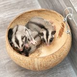 Another photo of the Sugar Glider (Grey) available at Chandigarh Pets in Chandigarh - Sugar Glider | Grey