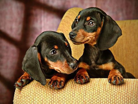 Dachshund Puppy - Dachshund Puppy