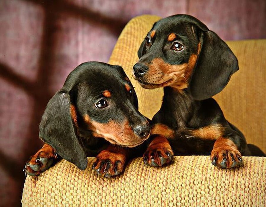 Dachshund Puppy - Dachshund Puppy