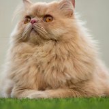 Another photo of the Persian Kitten (Punch Face) available at Chandigarh Pets in Chandigarh - Persian Kitten (Punch Face)