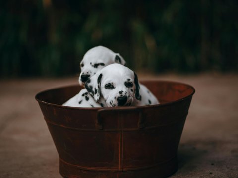 Dalmatian Puppy - Dalmatian Puppy