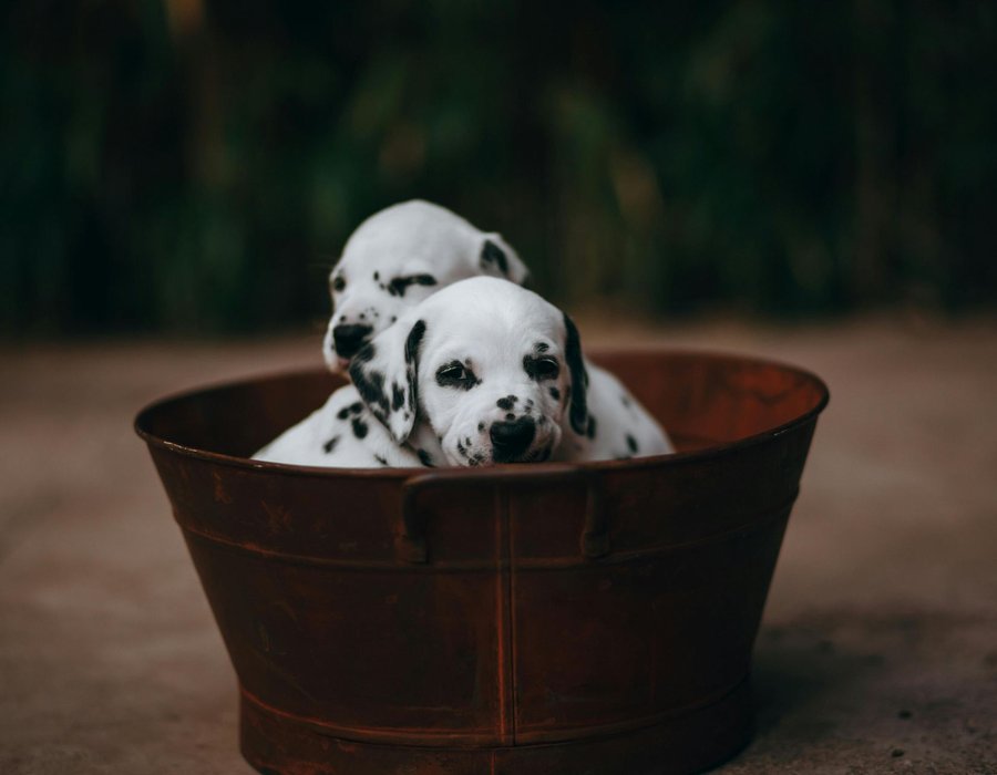 Dalmatian Puppy - Dalmatian Puppy