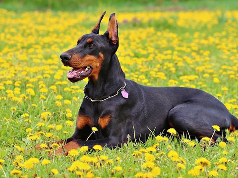 Doberman Pinscher Puppy - Doberman Pinscher Puppy