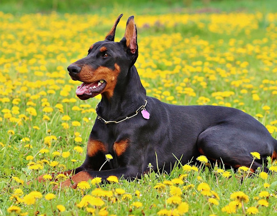 Doberman Pinscher Puppy - Doberman Pinscher Puppy