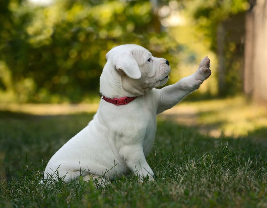 Dogo Argentino Puppy - Dogo Argentino Puppy