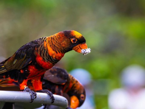 Dusky Lorikeet - Dusky Lorikeet