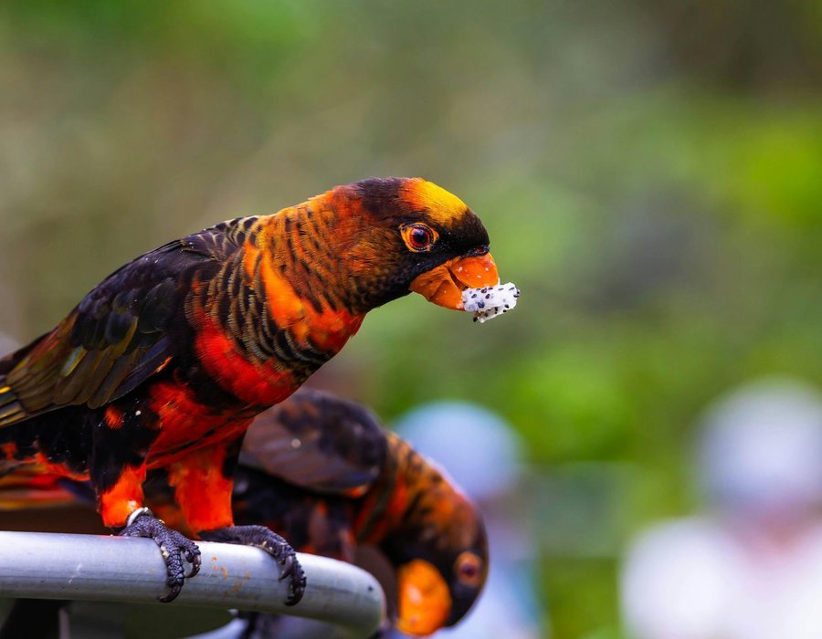 Dusky Lorikeet - Dusky Lorikeet