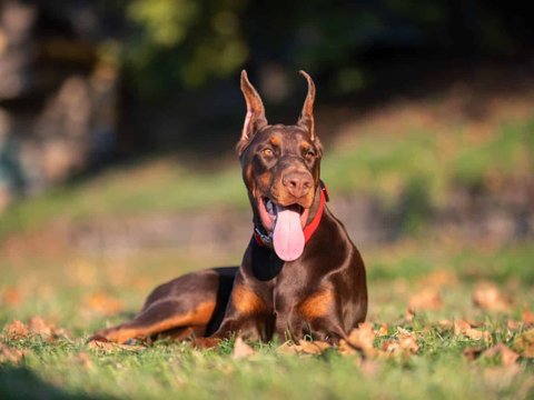 European Doberman Puppy - European Doberman Puppy