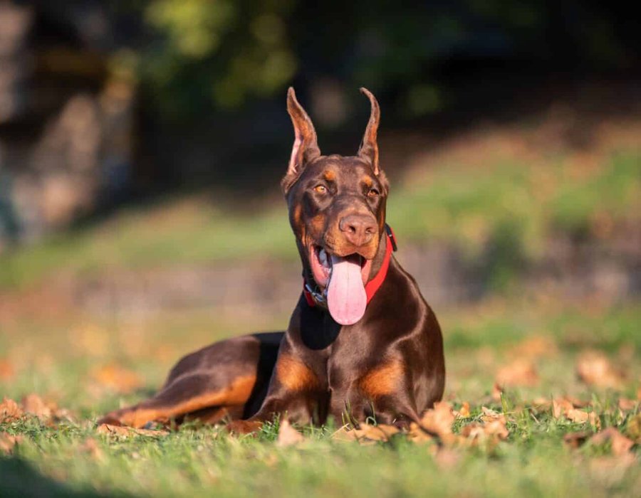 European Doberman Puppy - European Doberman Puppy