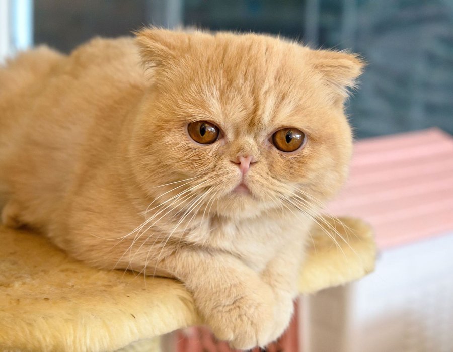 Exotic Short Hair Kitten - Exotic Short Hair Kitten