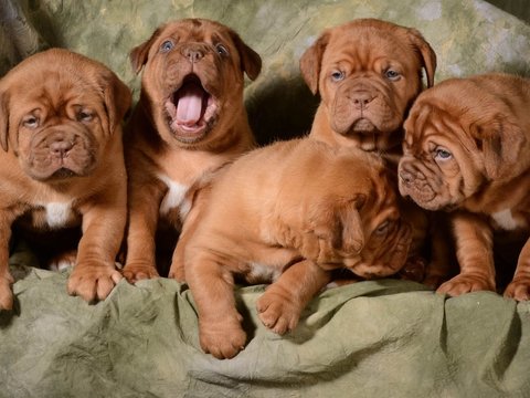 French Mastiff Puppy - French Mastiff Puppy