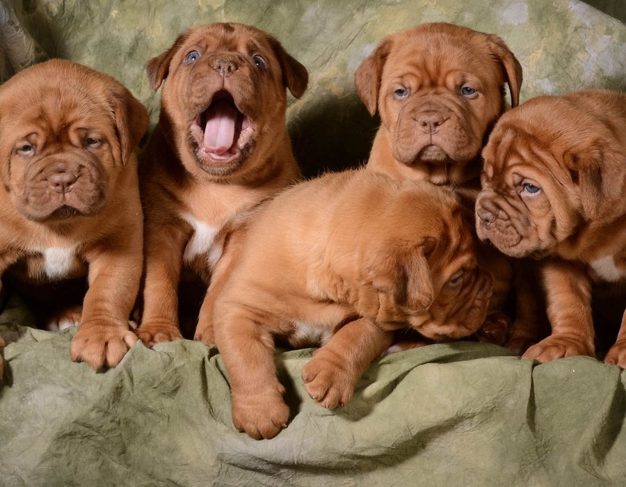 French Mastiff Puppy - French Mastiff Puppy