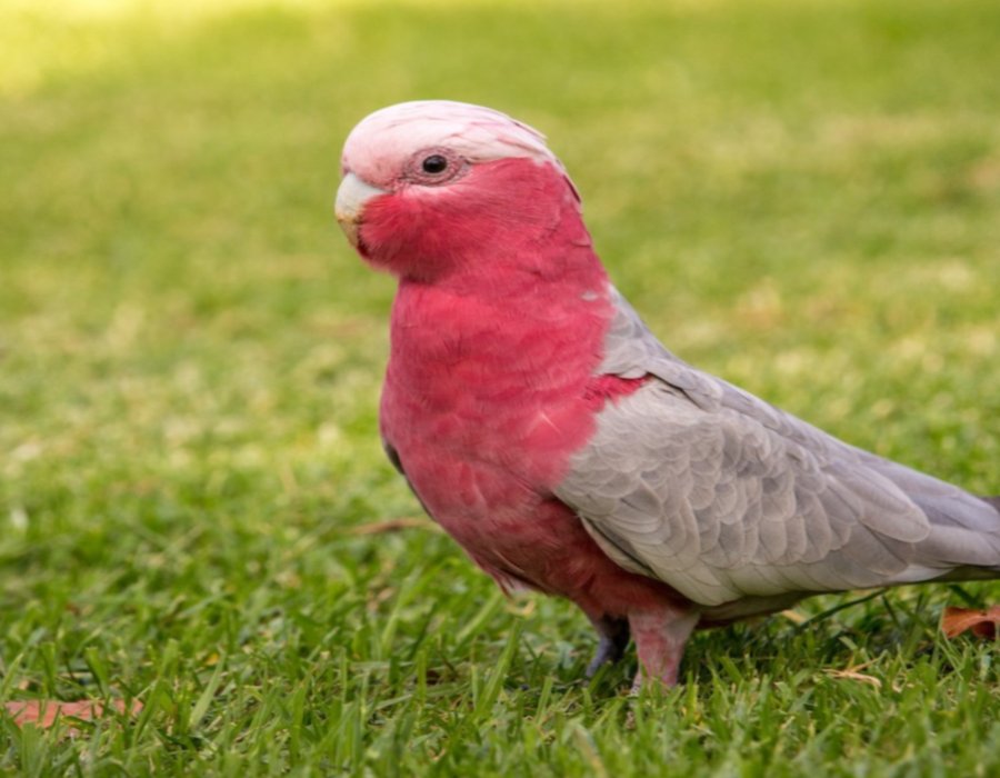 Gallah Cockatoo - Gallah Cockatoo