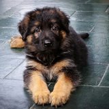 German Shepherd (Black & Tan) available at Chandigarh Pets in Chandigarh - German Shepherd Puppy