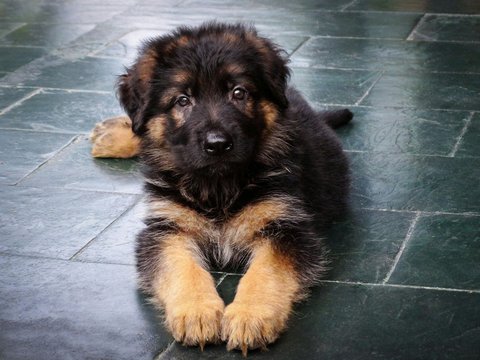 German Shepherd | Black & Tan - German Shepherd Puppy