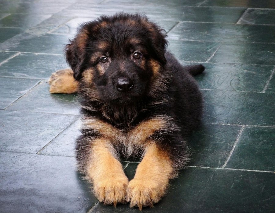 German Shepherd | Black & Tan - German Shepherd Puppy
