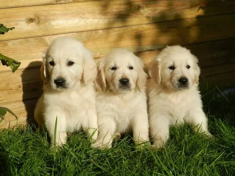 Golden Retriever Puppy - Golden Retriever Puppy