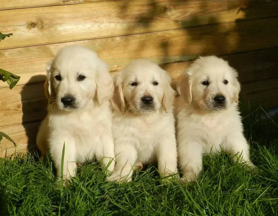 Golden Retriever Puppy - Golden Retriever Puppy