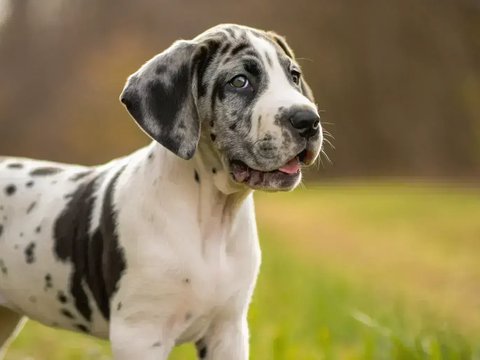 Great Dane Puppy - Great Dane Puppy