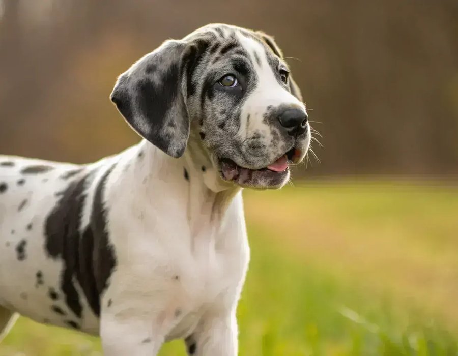 Great Dane Puppy - Great Dane Puppy