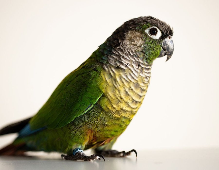 Green Cheek Conure - Green Cheek Conure