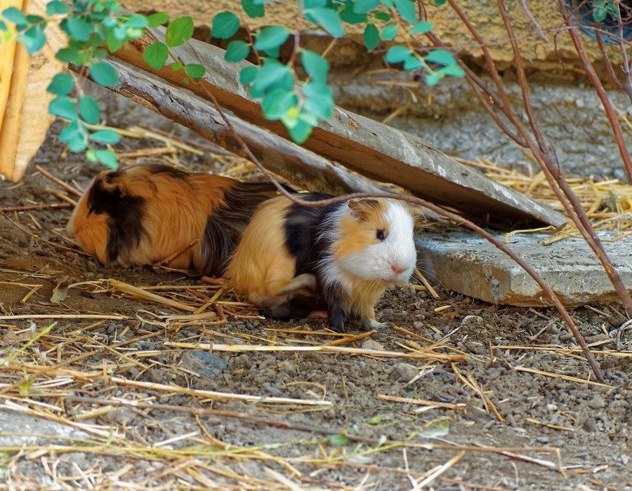 Guinea Pig Babies - Guinea Pig Babies