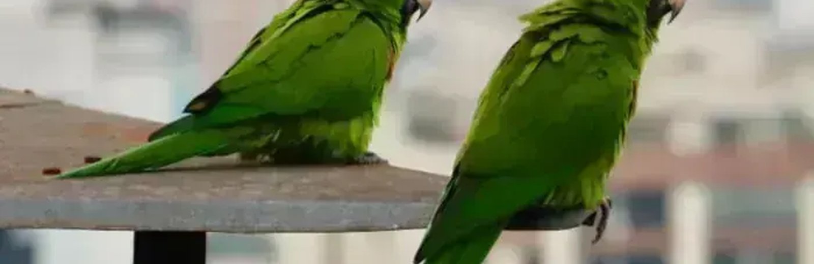 Exotic Birds & Chicks