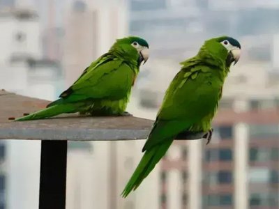 Hahn's Macaw