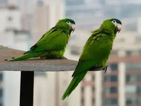 Hahn's Macaw - Hahn's Macaw