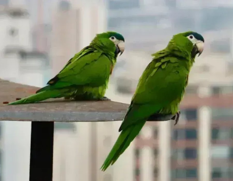 Hahn's Macaw - Hahn's Macaw