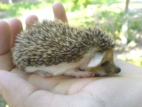 Hedgehogs Babies & Adults - Hedgehogs Babies & Adults