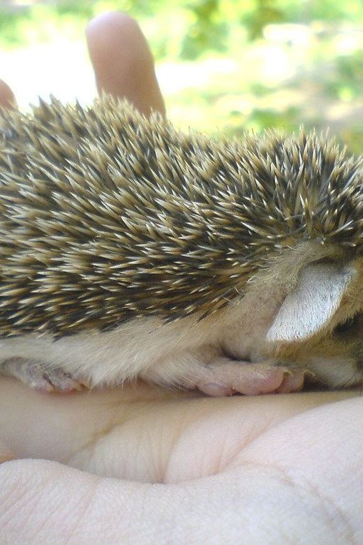 Hedgehogs Babies & Adults