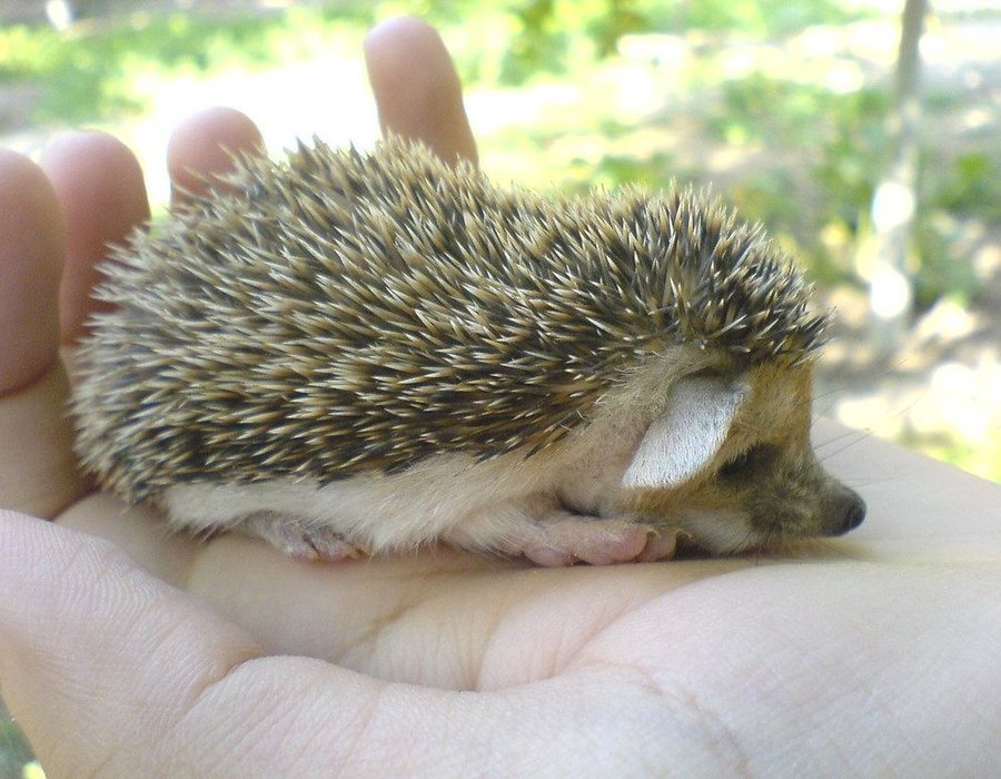 Hedgehogs Babies & Adults - Hedgehogs Babies & Adults