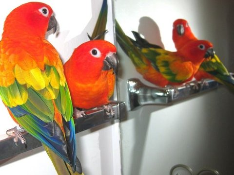 Hyper Red Sun Conure - Hyper Red Sun Conure
