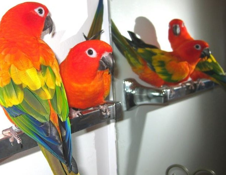 Hyper Red Sun Conure - Hyper Red Sun Conure