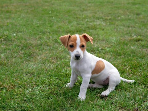 Jack Russell Terrier Puppy - Jack Russell Terrier Puppy