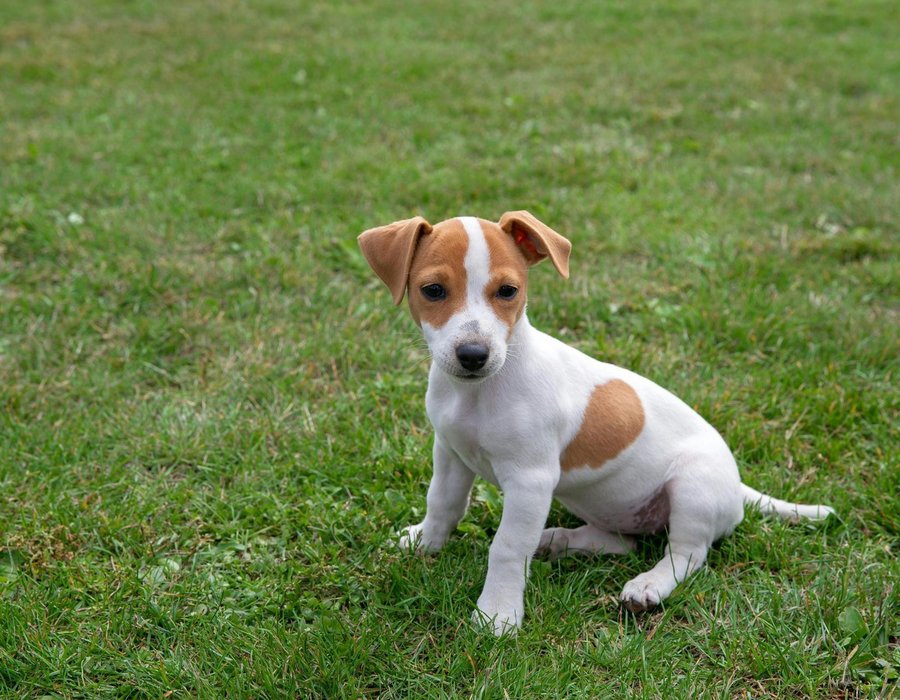 Jack Russell Terrier Puppy - Jack Russell Terrier Puppy