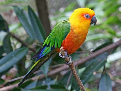 Jenday Conure - Jenday Conure