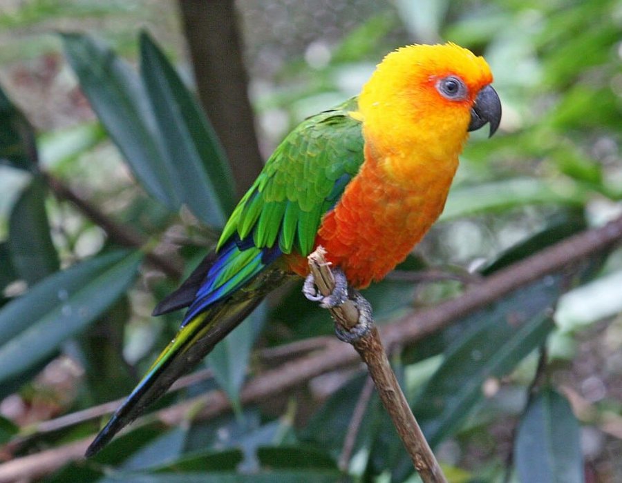 Jenday Conure - Jenday Conure