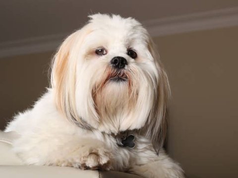Lhasa Apso Puppies - Lhasa Apso Puppies