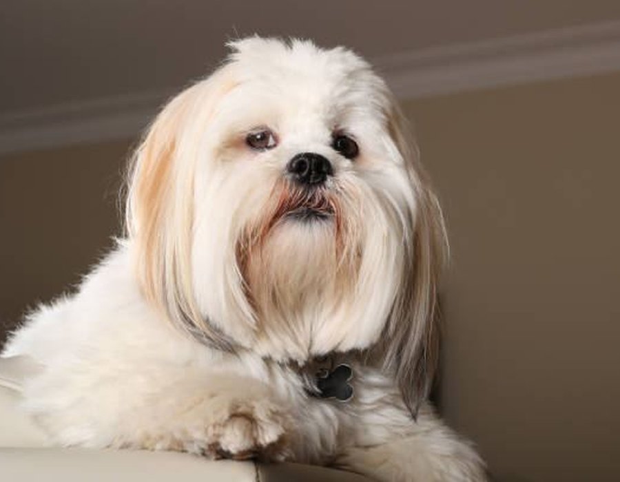 Lhasa Apso Puppies - Lhasa Apso Puppies