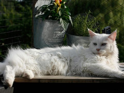 Maine Coon Kitten - Maine Coon Kitten