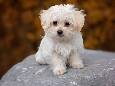 Maltese Puppy | White - Maltese Puppy | White