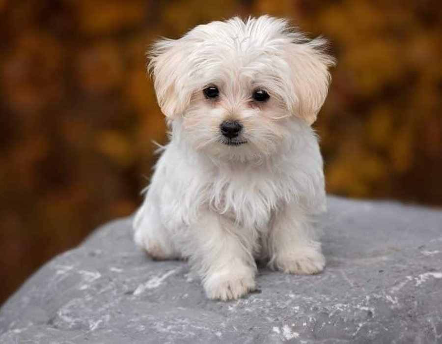 Maltese Puppy | White - Maltese Puppy | White