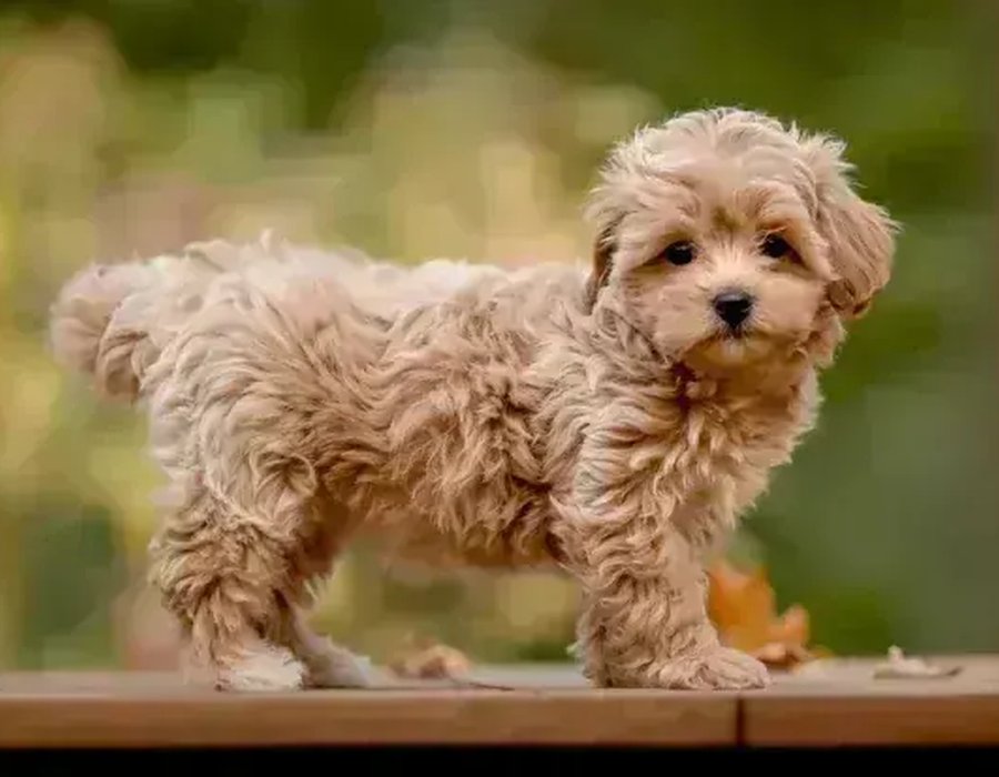Maltipoo Puppy - Maltipoo Puppy