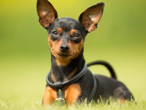 Miniature Pinscher Puppy - Miniature Pinscher Puppy