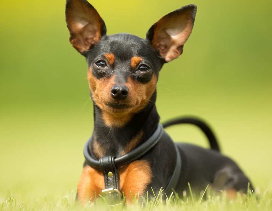 Miniature Pinscher Puppy - Miniature Pinscher Puppy