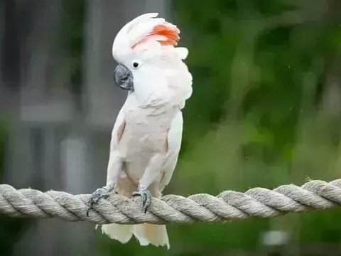 Moluccan Cockatoo - Moluccan Cockatoo