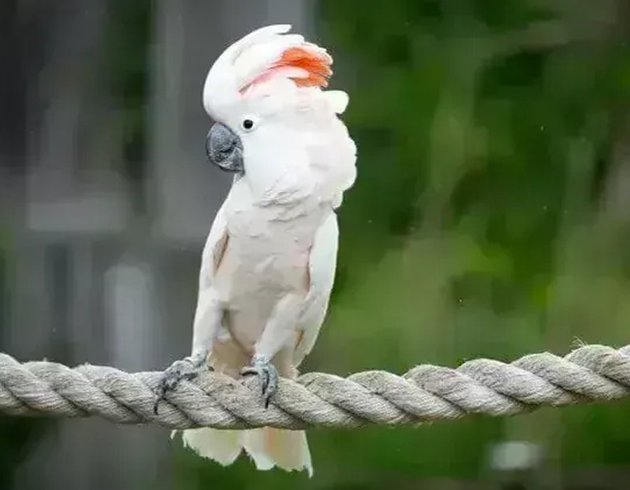 Moluccan Cockatoo - Moluccan Cockatoo