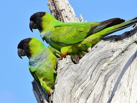 Nanday Conure - Nanday Conure